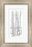 Framed Birch Tree Sketch I