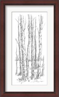 Framed Birch Tree Sketch I