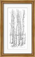 Framed Birch Tree Sketch I