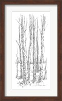 Framed Birch Tree Sketch I