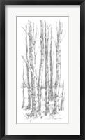 Birch Tree Sketch I Framed Print