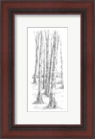 Framed Birch Tree Sketch II
