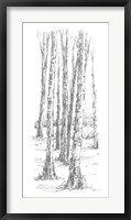 Framed Birch Tree Sketch II