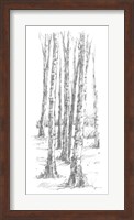 Framed Birch Tree Sketch II