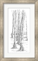 Framed Birch Tree Sketch II