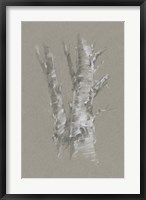 Framed Chalk Birch Study I