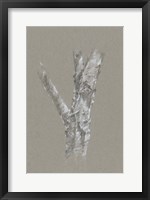 Framed Chalk Birch Study II