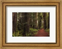 Framed Walk in the Woods I