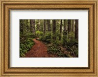 Framed Walk in the Woods II