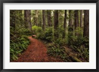 Framed Walk in the Woods II
