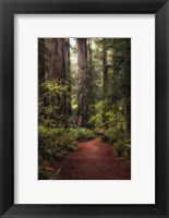 Framed Forest Path I
