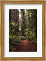 Framed Forest Path I