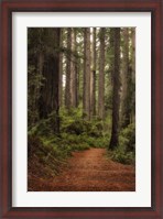 Framed Forest Path II
