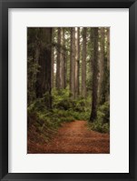 Framed Forest Path II