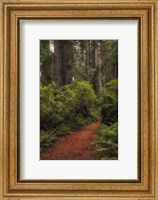 Framed Forest Path III
