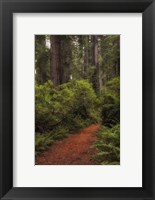 Framed Forest Path III