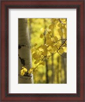 Framed Aspen Highlights