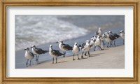 Framed What's Up Gulls