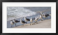Framed What's Up Gulls