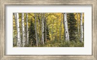 Framed Aspen Panorama