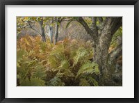 Framed Autumn Ferns