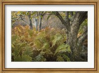 Framed Autumn Ferns