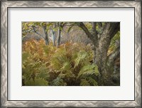 Framed Autumn Ferns