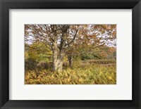 Framed Maple and Ferns