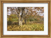 Framed Maple and Ferns