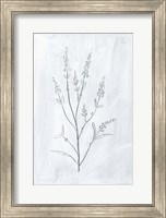 Framed Milkweeds I