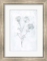 Framed Milkweeds II