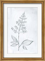 Framed Milkweeds IV