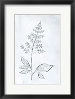 Framed Milkweeds IV