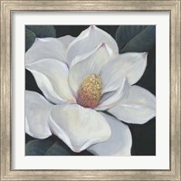 Framed 'Blooming Magnolia II' border=