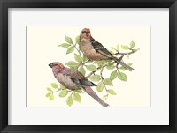 Song Birds II Framed Print