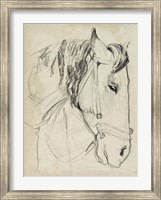 Framed Horse in Bridle Sketch I