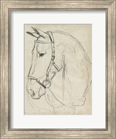 Framed Horse in Bridle Sketch II