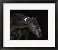 Framed Equine Portrait IV