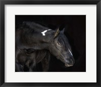 Framed Equine Portrait IV