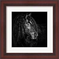 Framed Equine Portrait IX