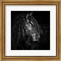 Framed 'Equine Portrait IX' border=