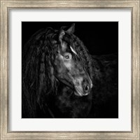Framed Equine Portrait IX