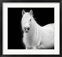 Framed Equine Portrait V