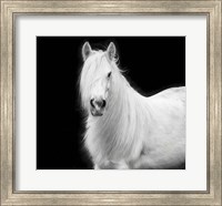 Framed Equine Portrait V