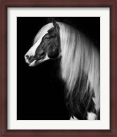 Framed Equine Portrait VII