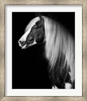 Framed Equine Portrait VII