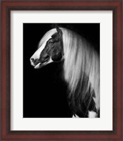 Framed Equine Portrait VII