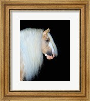 Framed Equine Portrait VIII
