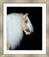 Framed Equine Portrait VIII