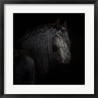 Framed Equine Portrait X